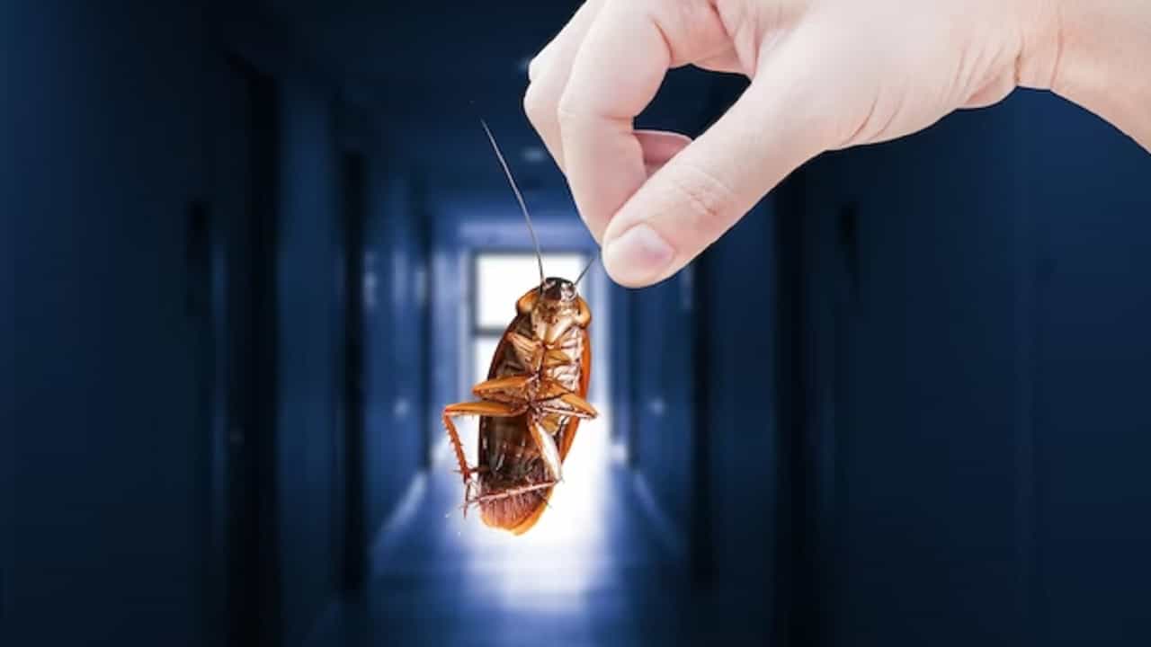 झुरळांची ताकद म्हणावी तरी काय? प्रवासी नाही तर झुरळांसाठी चक्क एक्सप्रेस दीड तास पुणे स्थानकात थांबून...