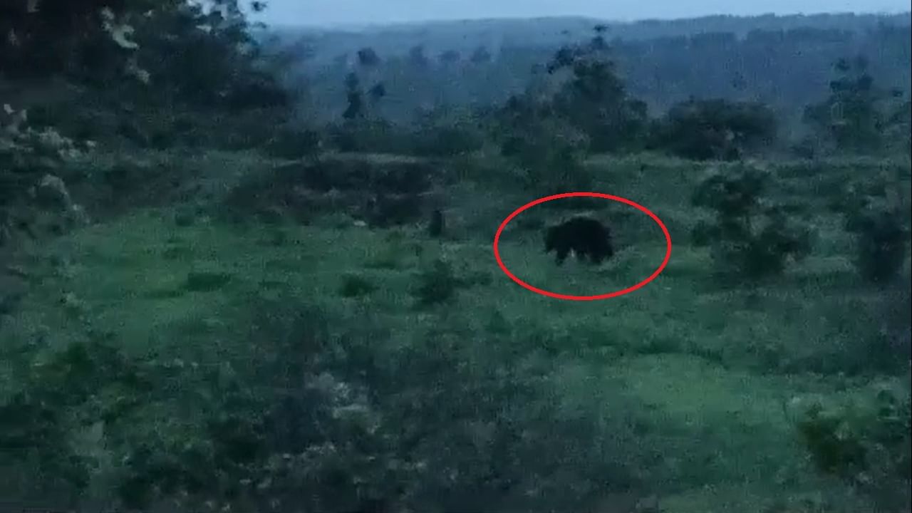 BULDHANA NEWS : अस्वल पाहून वाहनं थांबवली, झुडपात शिरलेलं अस्वल अखेर…