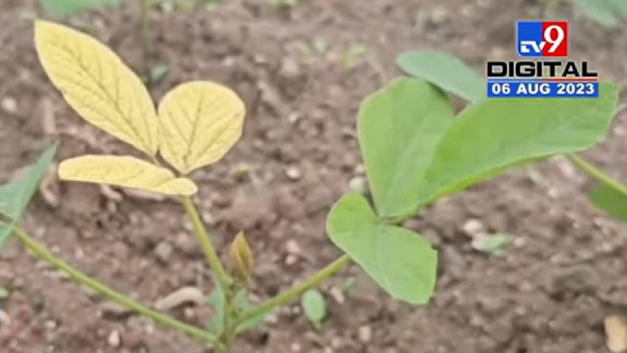 अहमदनगर जिल्ह्यातील शेतकरी धोक्यात; सोयाबीन पिकावर यलो मोझॅक रोगाचे संकट; उत्पादनही घटणार