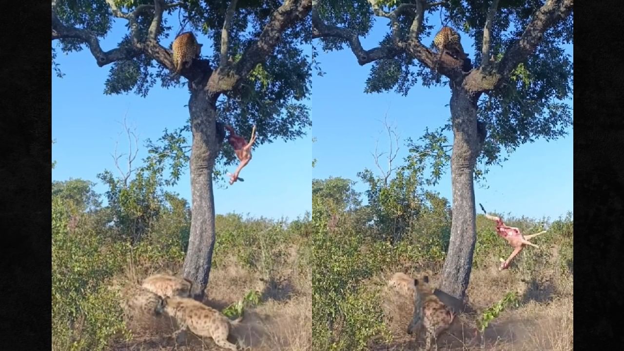 Video Viral : बिबट्या झाडावरुन पडला आणि तरसांची मौज झाली, जंगलातील इसापनीतीचा व्हिडीओ व्हायरल