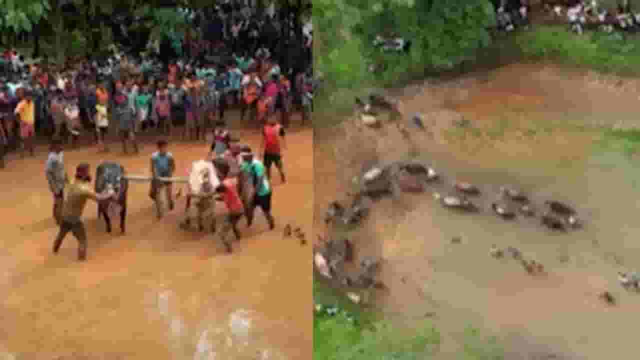 चिखलातून बैलांच्या खिल्लारी जोडी पळावल्या; पाहा कोकणातील नांगरणीच्या स्पर्धेची खास ड्रोन दृश्ये