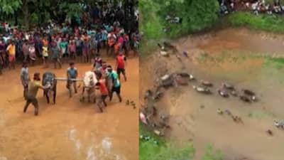 चिखलातून बैलांच्या खिल्लारी जोडी पळावल्या; पाहा कोकणातील नांगरणीच्या स्पर्धेची खास ड्रोन दृश्ये