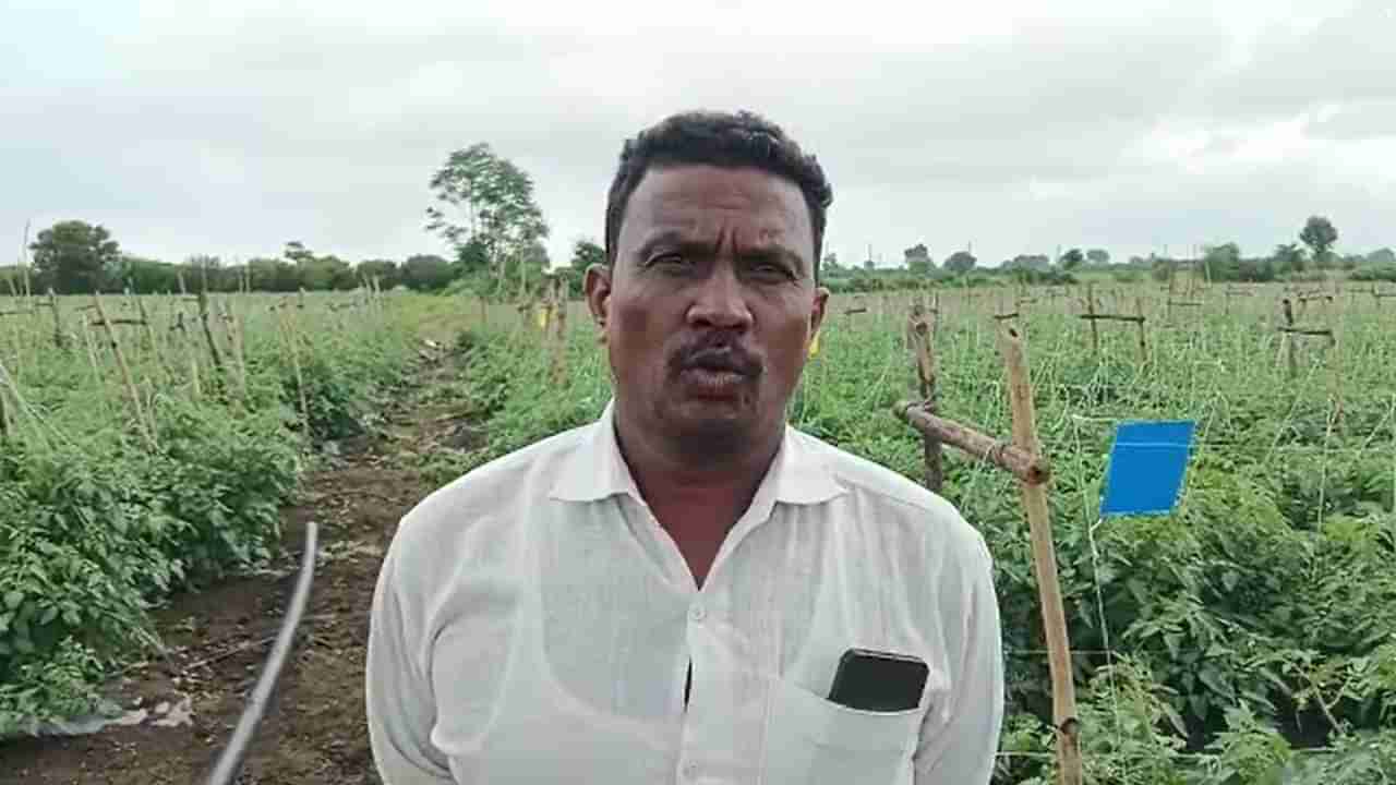 Farmer Success Story : या पिकाने शेतकऱ्याला केलं मालामाल, खर्च कमी उत्पन्न अधिक, आदर्श शेतकरी...