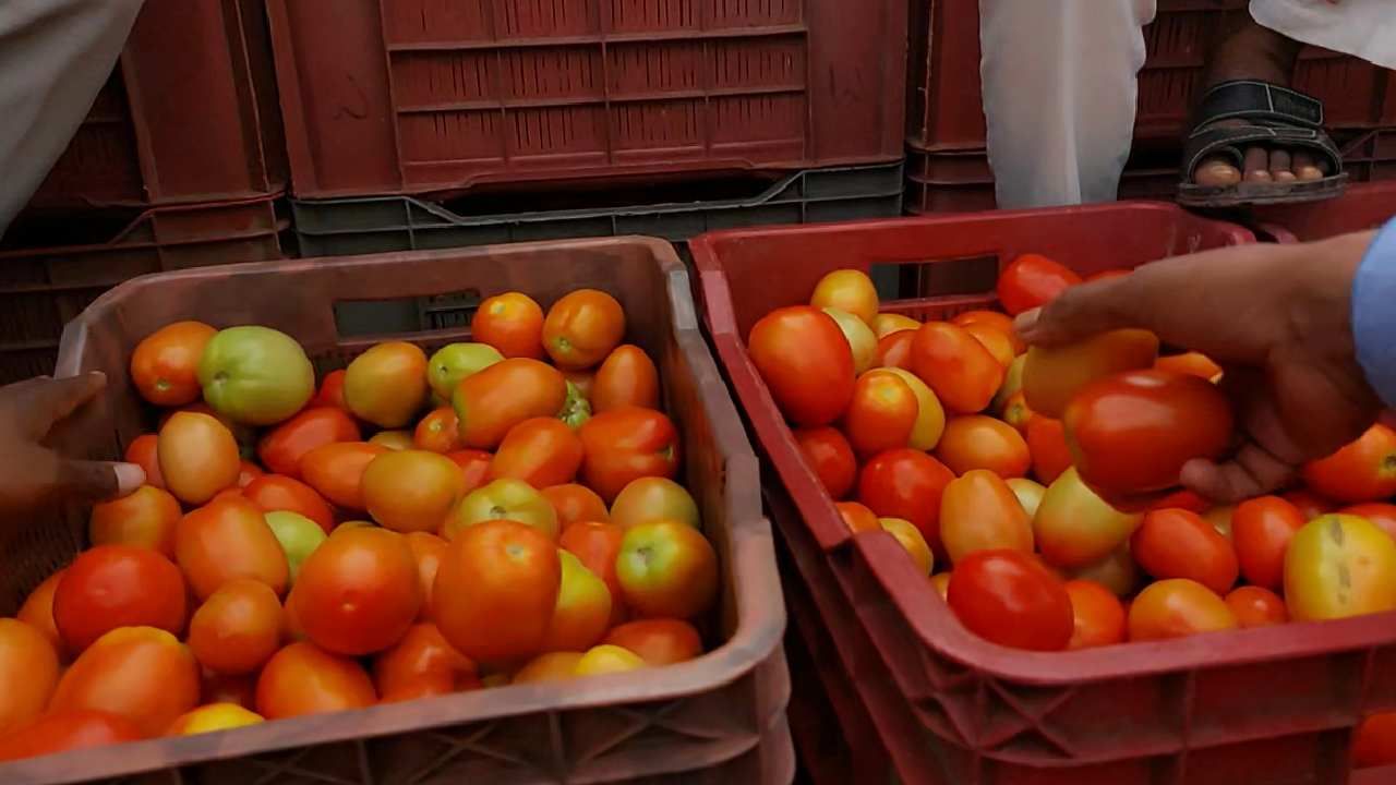 Nashik Tomato : नाशिकमध्ये टोमॅटोचा दर उतरला, 20 किलोच्या कॅरेट्सला 1200 रुपयांचा दर, जाणून घ्या एक किलोचा दर