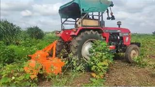 Farmer Success Story : या पिकाने शेतकऱ्याला केलं मालामाल, खर्च कमी उत्पन्न अधिक, आदर्श शेतकरी…