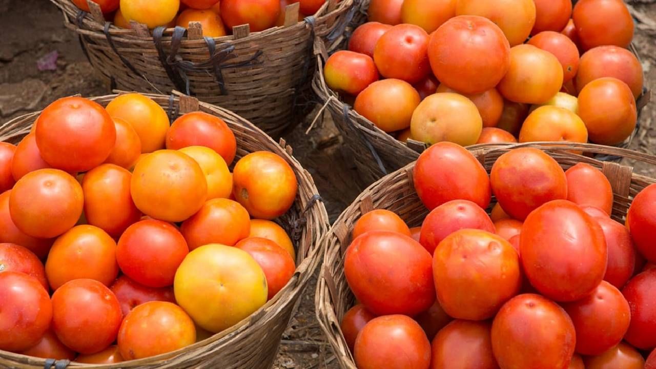 Tomato Price : टोमॅटोला सोन्याचा भाव! CCTV सह लावला कडक पहारा