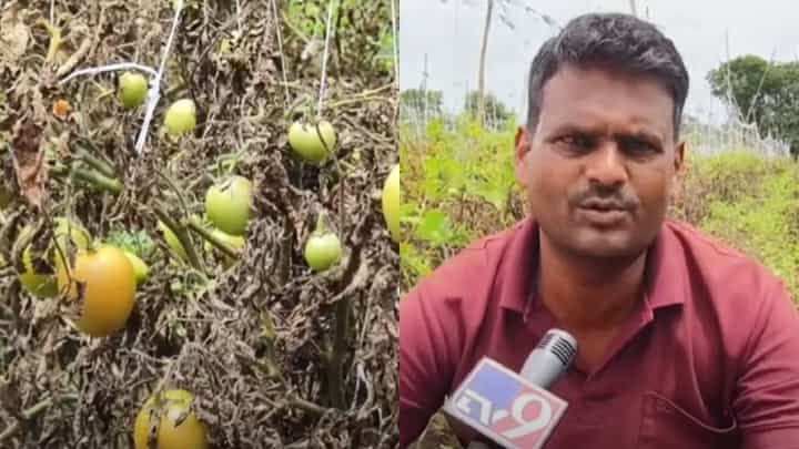 शेतकऱ्याला टोमॅटोने केले लखपती; पाहा दीड एकर पिकातून किती कमावले... शेतकऱ्याला टोमॅटोने केले लखपती; पाहा दीड एकर पिकातून किती कमावले...