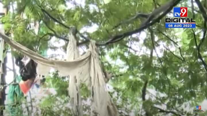 ठाणेकरांनी शहरात पडलेली झाडे दोरीने बांधली, वृक्ष प्राधिकरणाच्या कामावर नागरिकांचा आक्षेप ठाणेकरांनी शहरात पडलेली झाडे दोरीने बांधली, वृक्ष प्राधिकरणाच्या कामावर नागरिकांचा आक्षेप