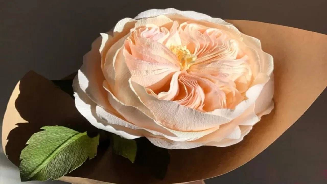 Health | प्रेम व्यक्त करण्यासाठीच नाहीतर आरोग्यासाठीही गुलाबाचं फुल फायदेशीर, जाणून घ्या! Health | प्रेम व्यक्त करण्यासाठीच नाहीतर आरोग्यासाठीही गुलाबाचं फुल फायदेशीर, जाणून घ्या!