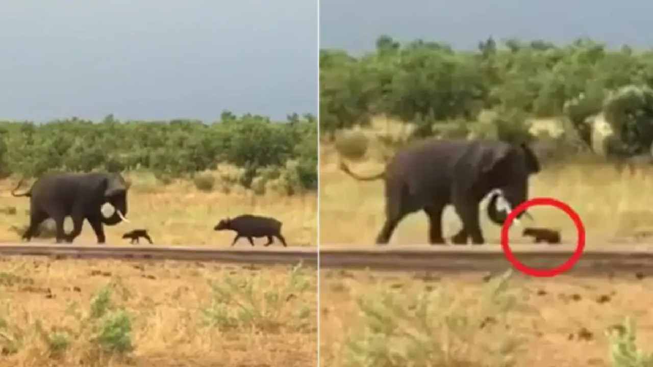 Elephant video viral : म्हैशीचं पिल्लू भल्या मोठ्या हत्तीला नडलं, हत्तीने सुरुवातीला समजदारी दाखवली, नंतर...