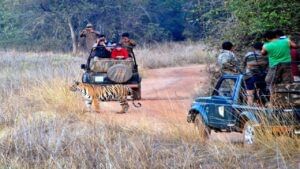 Chandrapur Tadoba मध्ये जिप्सी सफारीचा आनंद घेणाऱ्यांसाठी आनंदाची बातमी, Watch Video