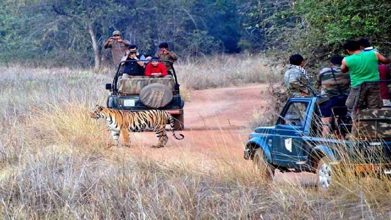 Tadoba Andheri Tiger Reserv : ऑनलाईन बुकिंग घोटाळा प्रकरणात कोर्टाने घेतला मोठा निर्णय