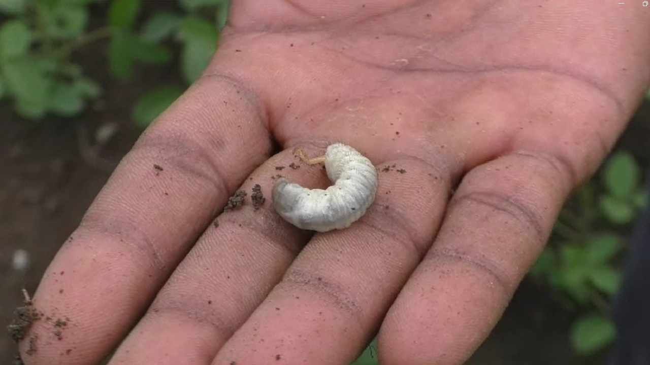 वाशीमच्या रिसोड तालुक्यातील अगरवाडी येथील शेतकऱ्यांसमोर हुमणी अळीचे नवीन संकट उभे राहिले आहे. त्यामुळे परिसरातील 300 एकर शेती धोक्यात आली असल्याचं शेतकरी सांगत आहेत.