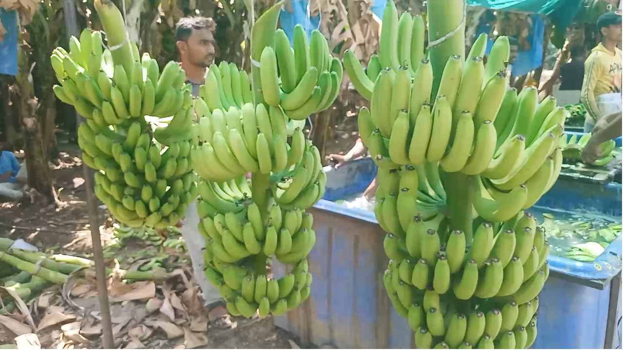 जळगाव जिल्ह्यातील रावेर, उत्तर भारतात अधिक व श्रावण मासानिमित्त आधीच केळीची मागणी वाढली होती. त्यातचं आता आपल्याकडेही श्रावणमास सुरू झाल्याने केळी भावातही तेजी आली असल्याचं शेतकरी सांगत आहेत.