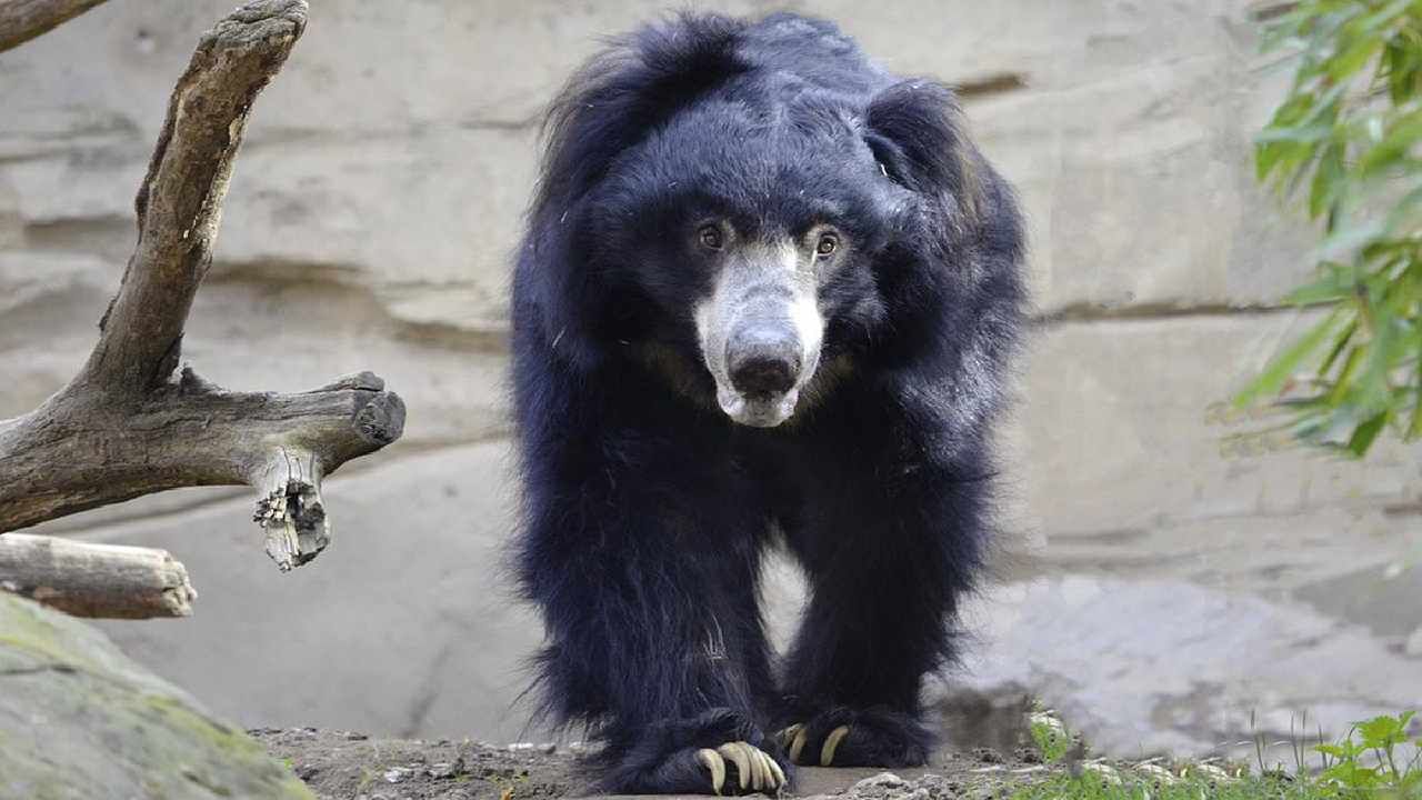Buldhana Bear attack : बकऱ्या चारणाऱ्या शेतकऱ्यावरती अस्वलाचा हल्ला, जीव वाचवण्यासाठी वृद्धाने लढवली अनोखी शक्कल