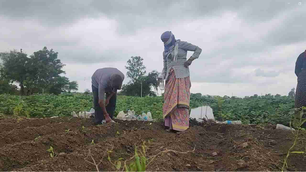 महाराष्ट्रात पाऊस गायब झाल्याने शेतकरी चिंतेत