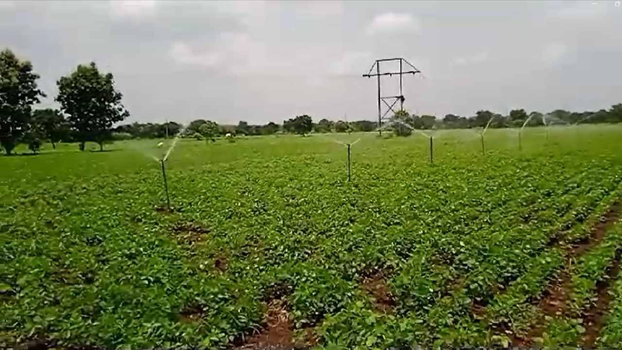 Maharashtra Farmer News : पावसाने दडी मारल्यामुळे शेतकरी चिंतेत, 10 दिवसात पाऊस नाही पडला तर...