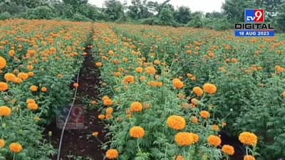 VIDEO | 13 गुंठे जमीन, 13 हजार खर्च, झाला फायदाच फायदा… कुठे शेतकरी झाला झेंडूच्या शेतीने लखपती