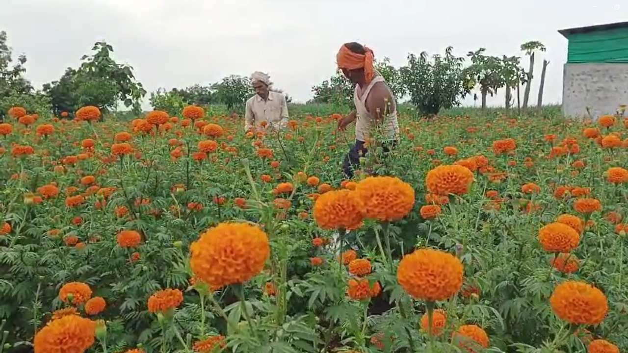 या महिन्यात इतर फुलांसोबतच झेंडूच्या फुलांना बाजारात मोठी मागणी वाढली आहे. मुदखेड तालुक्यातील वाडी(मुक्ताई) या गावातील विजय इंगोले या शेतकऱ्याने आपल्या शेतातील 13 गुंठे जमिनीत झेंडूची लागवड केली आहे. 