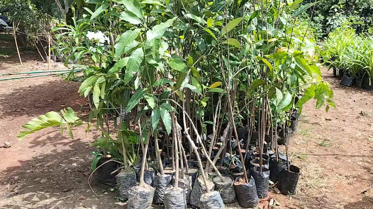 फळ, रोपे, फुलांची रोपे आणि विविध जातीच्या झाडांची रोपे विक्री होत असते. मात्र यावर्षी खूपच परिस्थिती वाईट आहे. नर्सरी चालकांचा खर्च निघेल की नाही, अशी बिकट स्थती आहे.