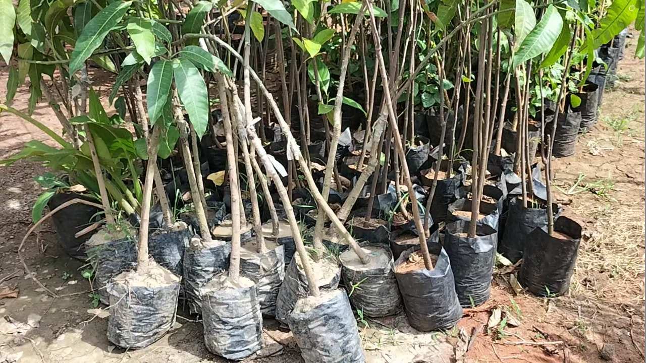 यावर्षी पाऊस कमी असल्याने फळझाडांचे आणि फुल झाडांची विक्री झाली नसल्याची त्यांनी सांगितले. दरवर्षी मोठ्या प्रमाणात पाऊस असतो.