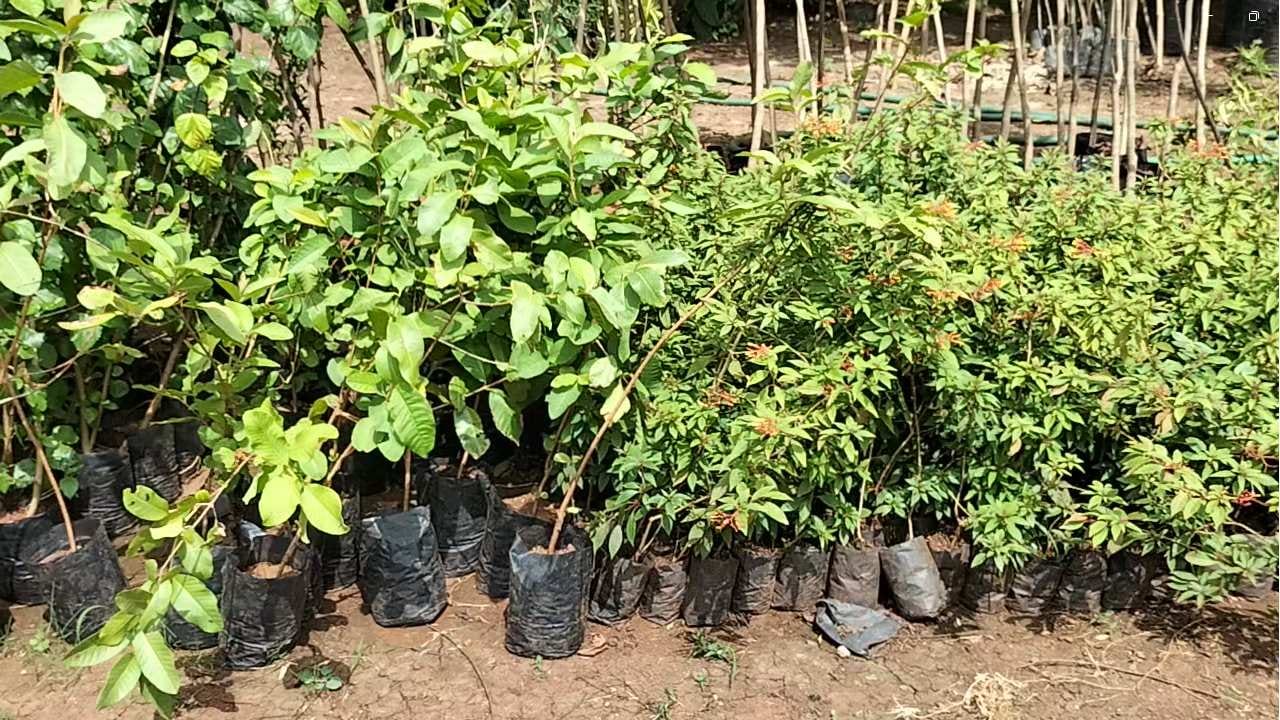 विशेष म्हणजे पाऊस नसल्यामुळे फळांच्या रोपांची विक्री कमी झाली आहे. नर्सरीत फळांच्या झाडांबरोबरच विविध फुलांची आणि बागेत लावायची झाड आहेत.