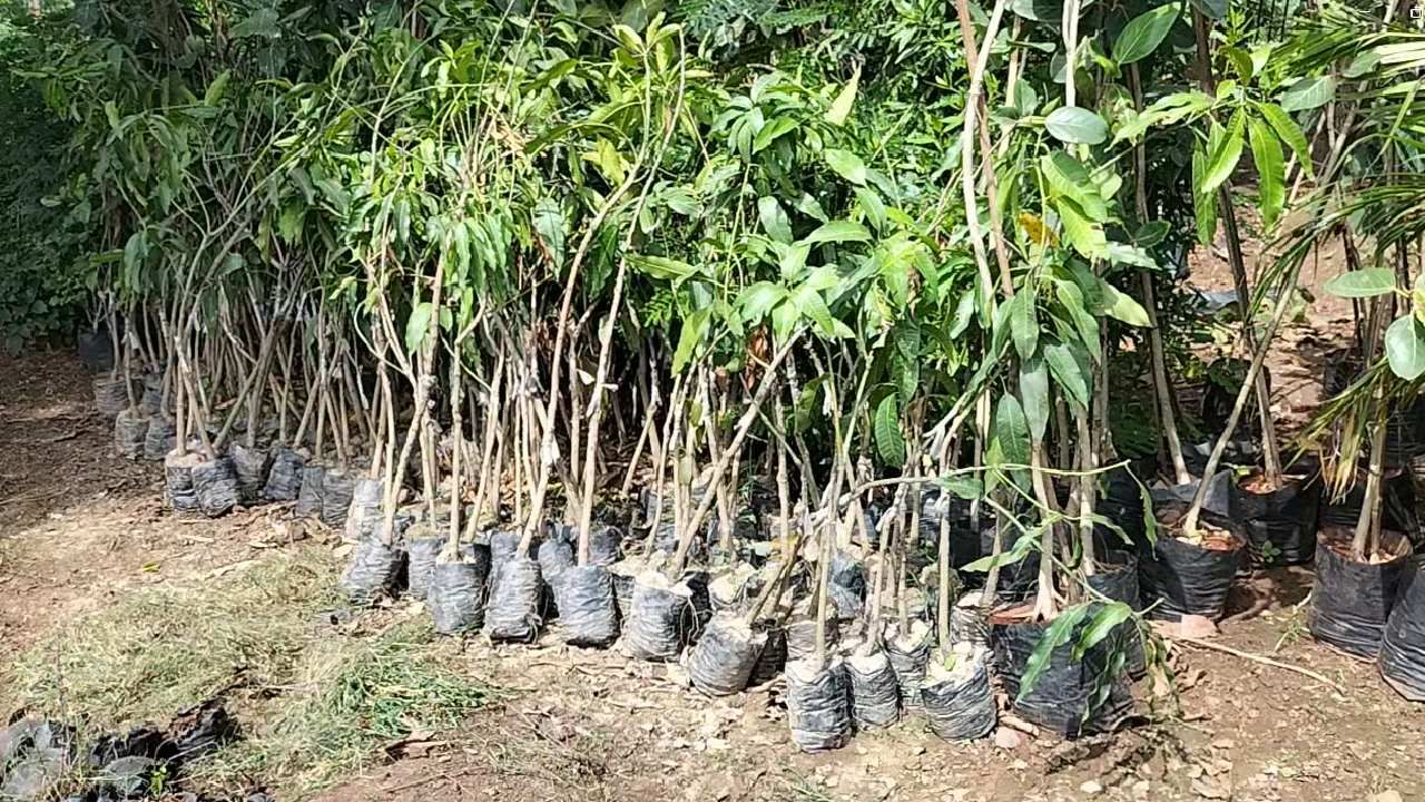 धुळ्यातील विद्या पाटील गेल्या 22 वर्षापासून जागा भाड्या घेऊन नर्सरीचा व्यवसाय करीत आहेत. गेल्या बावीस वर्षात एवढी कमी विक्री रोपांची कधी झाली नसल्याचं त्या सांगत आहेत.