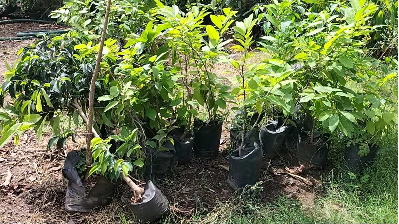 धुळे जिल्ह्यात यंदा समाधानकारक पाऊस न झाल्यामुळे शेतकरी आणि नर्सरी चालक अडचणीत सापडले आहेत. नर्सरी चालकांचा व्यवसाय पूर्णपणे कोलमडला असल्याचं व्यापारी सांगत आहेत. 