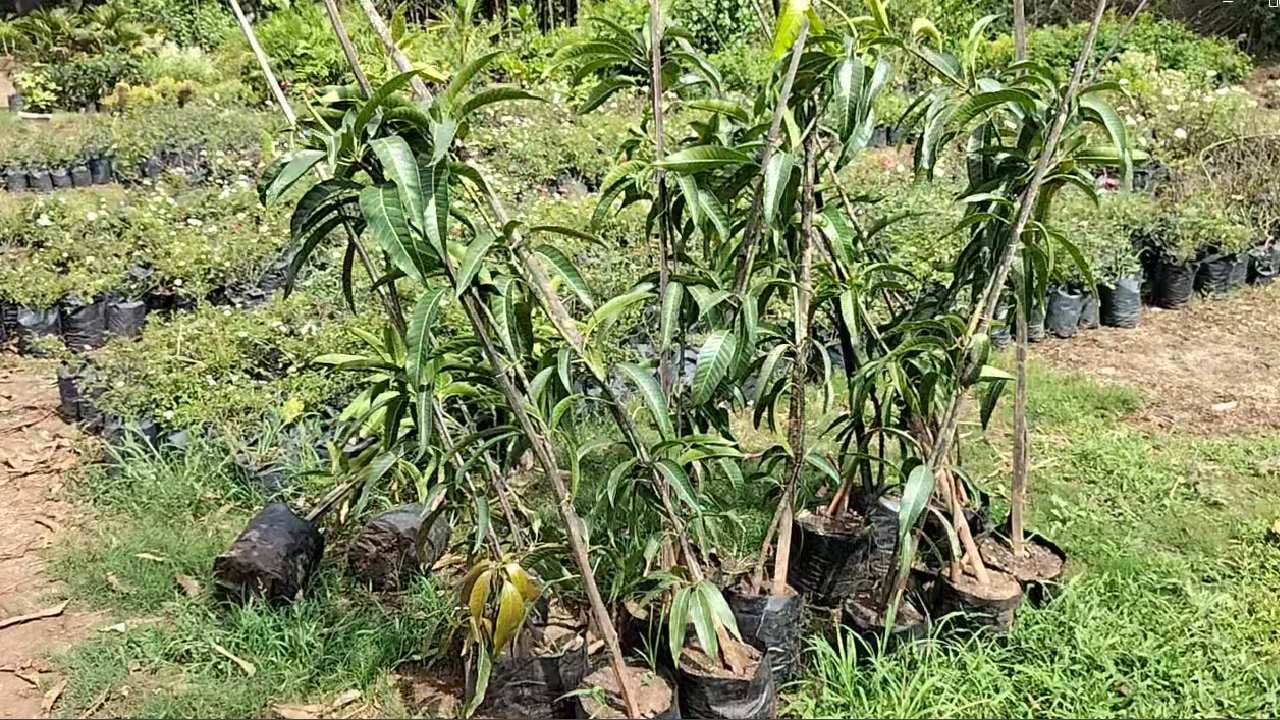 धुळे जिल्ह्यात कमी पाऊस झाल्यामुळे शेतकरी सुध्दा चिंतेत आहेत. खरीप हंगाम वाया गेल्याची खंत शेतकरी व्यक्त करीत आहेत.