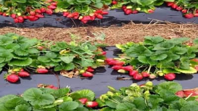 स्ट्राबेरी शेतीतून दीड कोटी रुपये कमावले, असा होतो फायदा