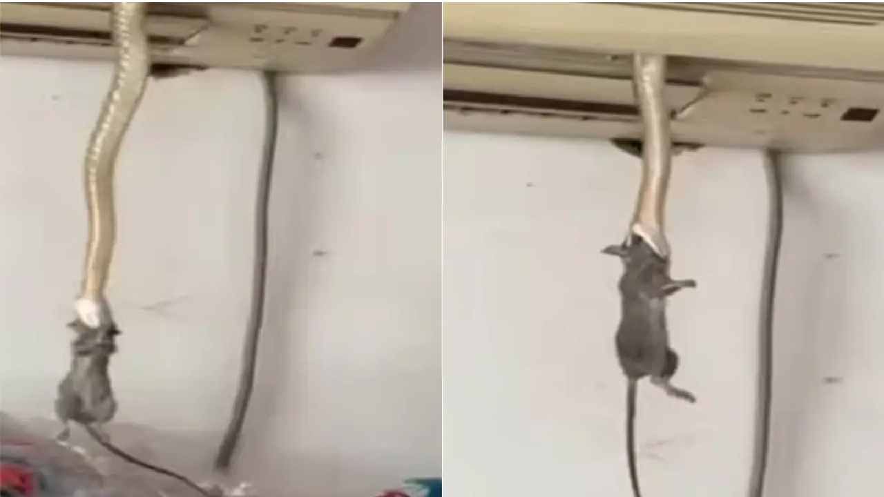 VIDEO | एसीमधून बाहेर आलेल्या सापाने केली उंदराची शिकार
