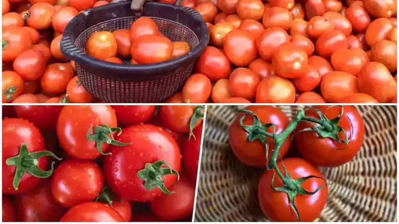 Tomato Rate : टोमॅटोची स्वस्ताई! आता मिळणार इतक्या रुपयात एक किलो