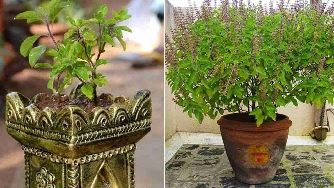 Tulsi Water Benefits : केवळ वजनच नव्हे तणावही होतो कमी, तुळशीच्या पानांचे पाणी पिण्याचे आहेत भरपूर फायदे