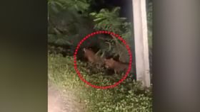 Video : पुणे जिल्ह्यात बिबट्यांचा मोठ्या संख्येने वावर, एकाच ठिकाणी दिसले चार बिबटे, दहशतीचे वातावरण Video : पुणे जिल्ह्यात बिबट्यांचा मोठ्या संख्येने वावर, एकाच ठिकाणी दिसले चार बिबटे, दहशतीचे वातावरण