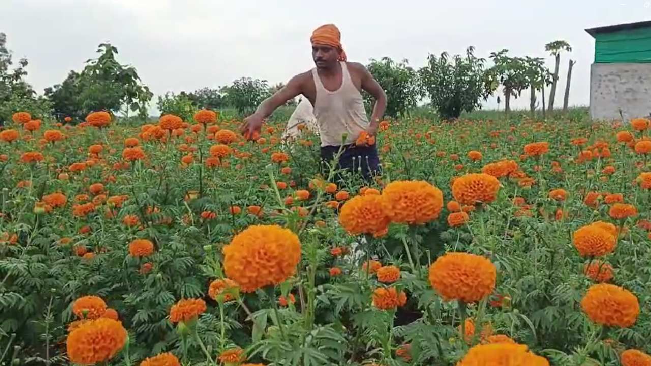 सध्या त्यांची ही बाग झेंडूच्या फुलांनी चांगलीचं बहरली आहे. या झेंडूच्या लागवडीसाठी इंगोले यांनी केवळ 13 हजार रुपये खर्च केला होता. नांदेडच्या फुल मार्केटमध्ये ही झेंडूची फुले विक्री साठी जात आहेत.