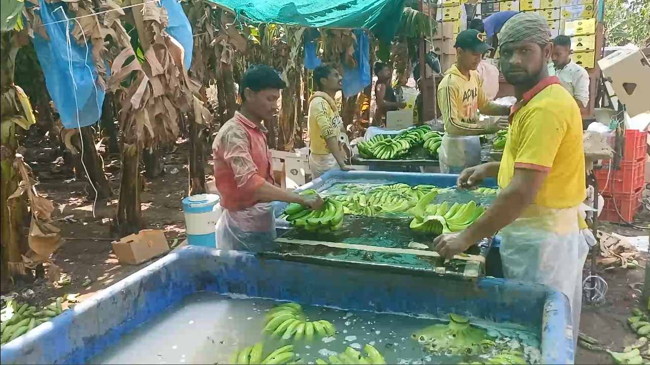 वादळी वाऱ्यासोबत झालेल्या पावसामुळे केळीच्या अनेक पुर्णपणे उद्धवस्त झाल्या होत्या. त्यामुळे केळी बाजारात कमी प्रमाणात दाखल होईल अशी शक्यता शेतकऱ्यांनी व्यक्त केली होती. 