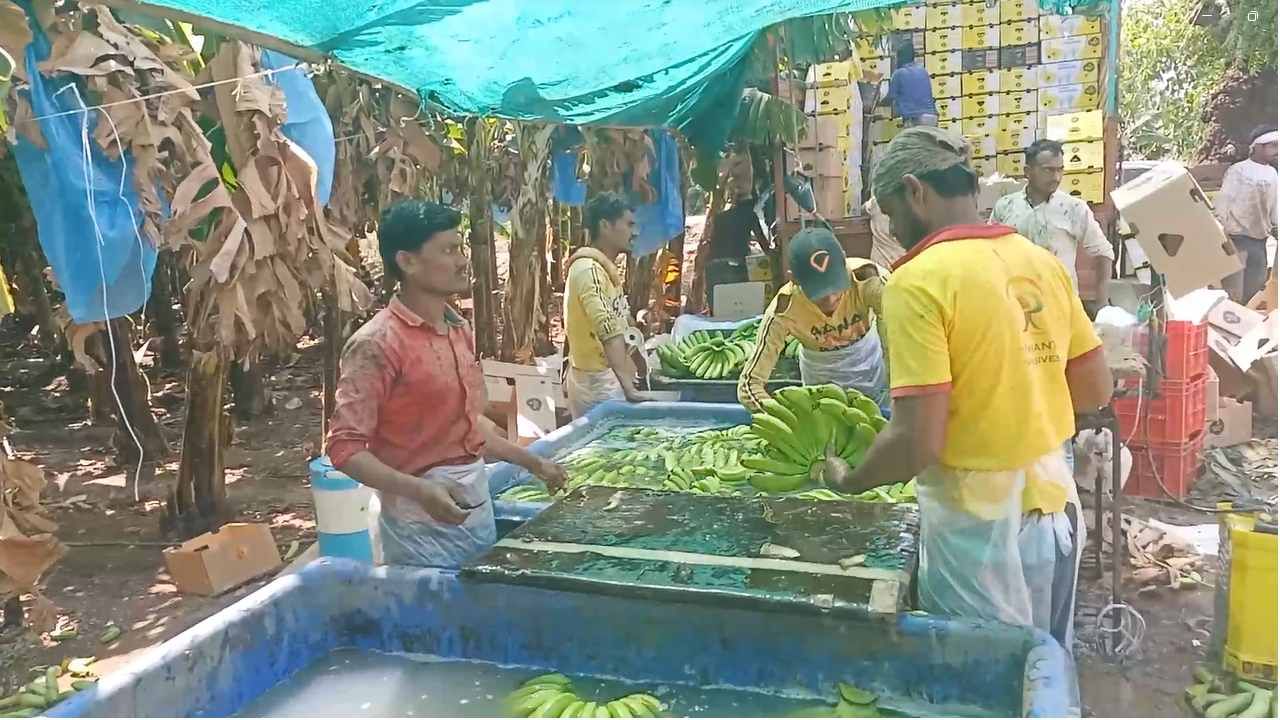  क्विंटलमागे ३०० ते ५०० रुपयांची वाढ झाल्याने सध्या केळीला प्रतिक्विंटल १५०० ते १८०० रुपये भाव मिळत आहे. त्यामुळे शेतकऱ्यांच्या आशा पुन्हा एकदा पल्लवीत झाल्या आहेत.