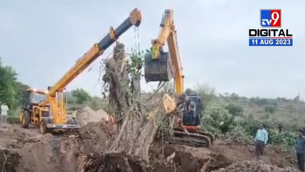 क्या बात है ! बीड-अहमदनगर मार्गाच्या रुंदीकरणात येणाऱ्या 100 वर्ष जुन्या झाडाचं रिप्लांटेशन