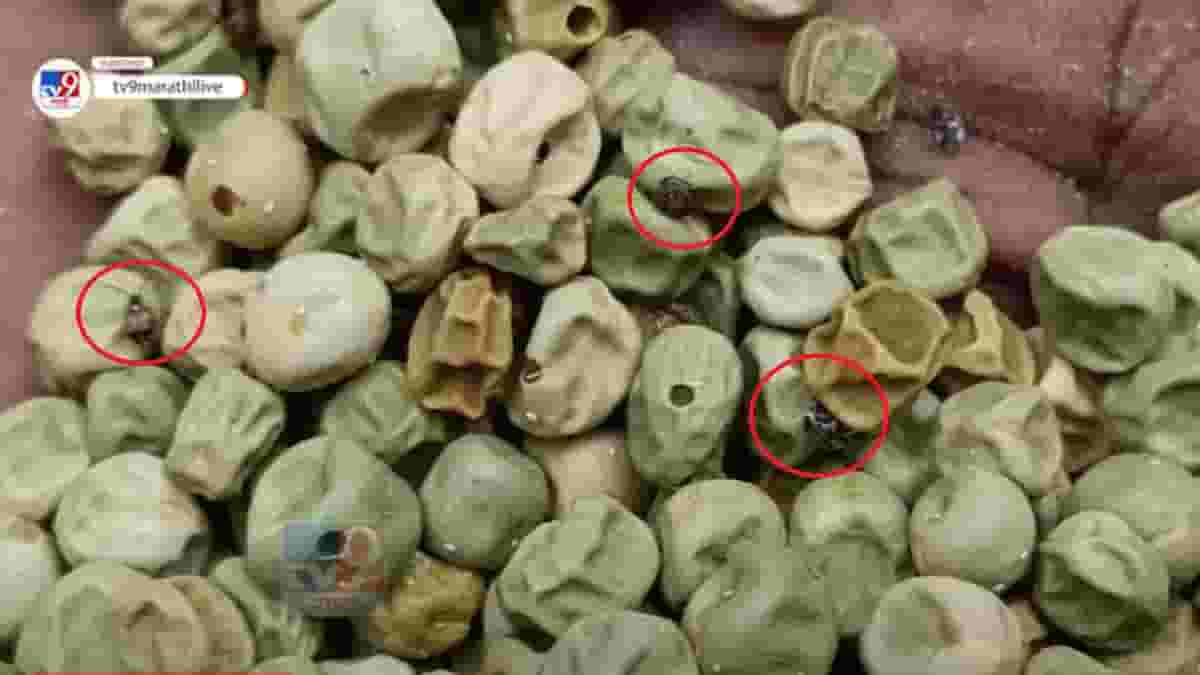 धक्कादायक ! शालेय पोषण आहारात जिवंत उंदीर अन् कीड, कुठं होतोय विद्यार्थ्यांच्या आरोग्याशी खेळ? धक्कादायक ! शालेय पोषण आहारात जिवंत उंदीर अन् कीड, कुठं होतोय विद्यार्थ्यांच्या आरोग्याशी खेळ?