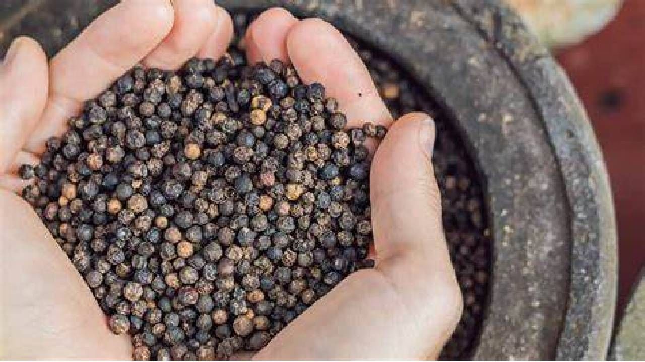 Black Pepper Oil काळी मिरी तेलाचे आरोग्यासाठी होणारे फायदे! वाचा Marathi News Black pepper
