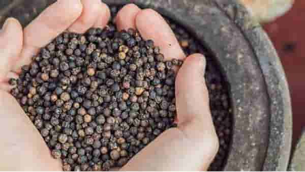 Black Pepper Oil | काळी मिरी तेलाचे आरोग्यासाठी होणारे फायदे! वाचा