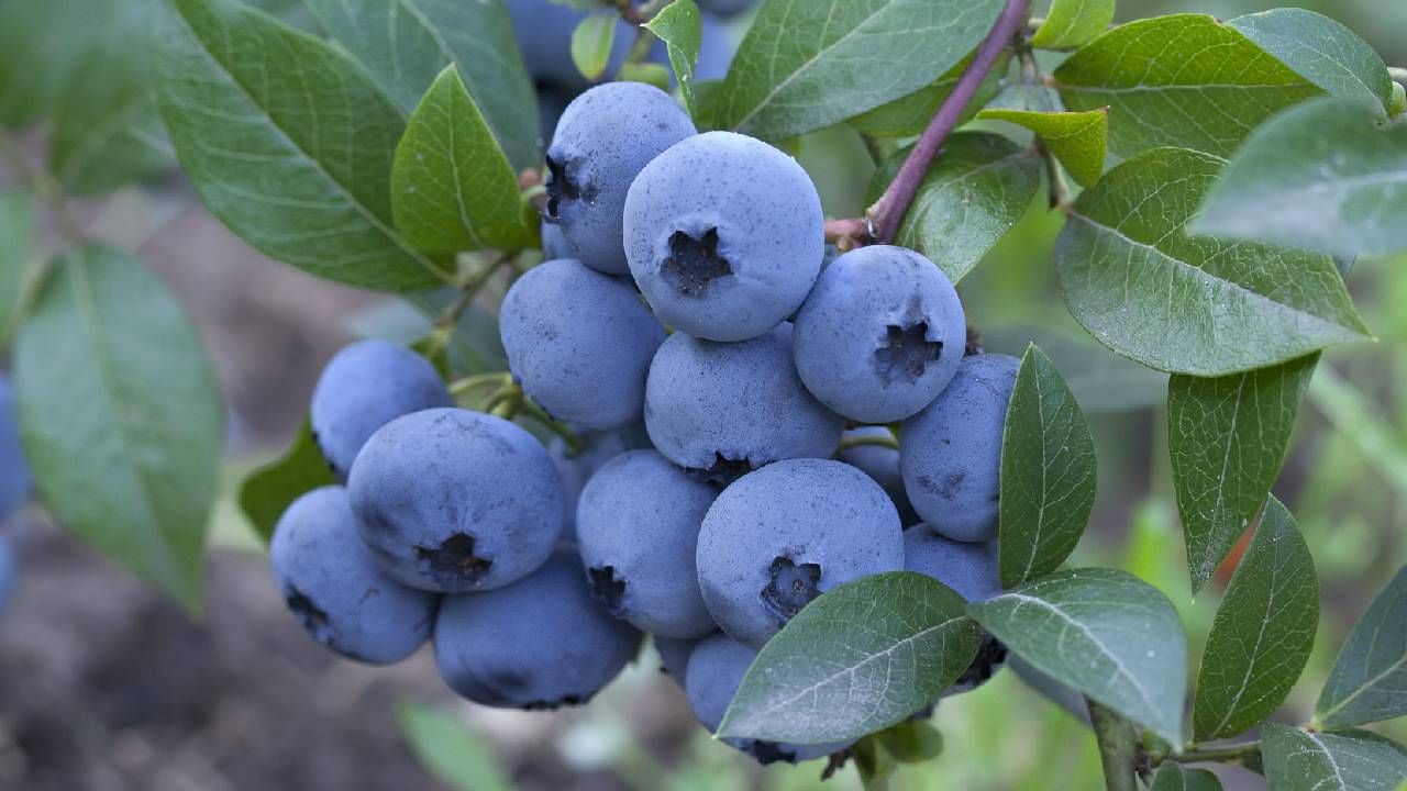 ब्लूबेरी: आवश्यक जीवनसत्त्वे, फायबर आणि अँटीऑक्सिडंट्सने भरलेले ब्लूबेरी त्वचेचे सुपरफूड मानले जाते. अँटिऑक्सिडंट्सने भरलेले ब्लूबेरी दैनंदिन जीवनातील ताण आणि प्रदूषणापासून आपल्या त्वचेचे संरक्षण करतात. शिवाय, ते कोलेजन उत्पादनासाठी सुपरहिरो आहेत, ज्यामुळे आपली त्वचा मजबूत आणि लवचिक राहण्यास मदत होते.