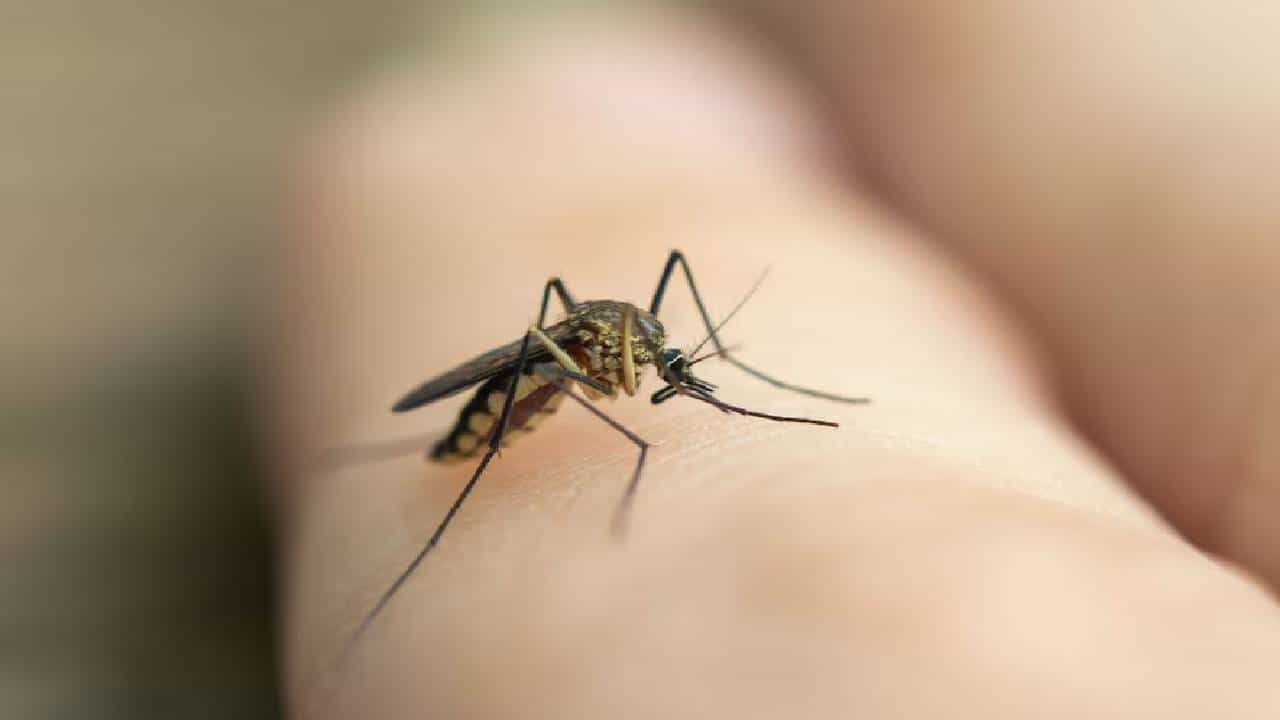 How To Increase Platelets : डेंग्यू, मलेरियामुळे प्लेटलेट्स झाल्यात कमी ? या पदार्थांचे करा सेवन, होईल फायदा