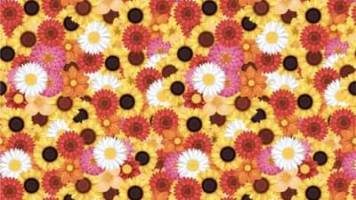 Optical Illusion | या फुलांमध्ये दडलीये मधमाशी, शोधा!