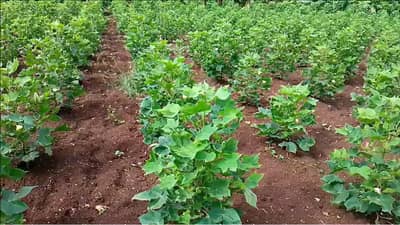 Maharashtra Farmer News : शेतकरी दुहेरी संकटात,  पिकांवरचं संकट कायम