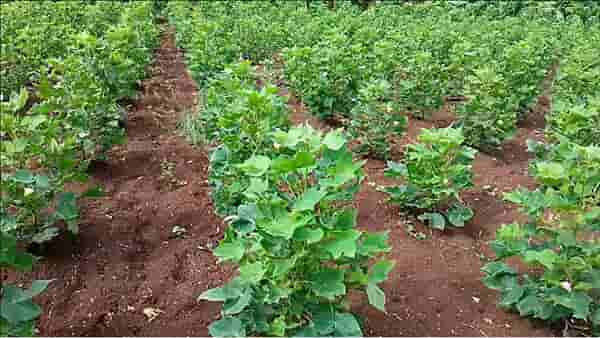 Maharashtra Farmer News : शेतकरी दुहेरी संकटात, पिकांवरचं संकट कायम