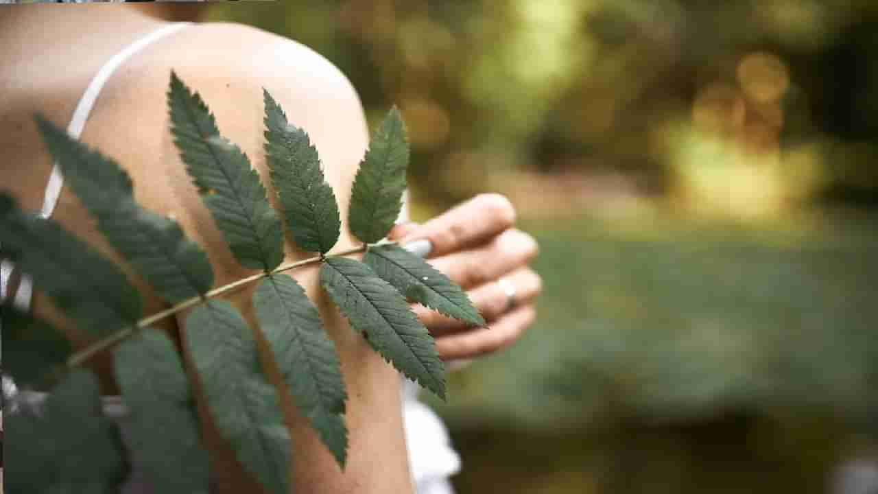 Neem Benefits For Beauty : पिंपल्स, मुरूमं, कोंड्याचा होईल नायनाट, कडुनिंबाचा असा वापर ठरेल गुणकारी