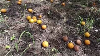 पावसाअभावी शेतकऱ्यांच्या संत्रा पिकाचं नुकसान, पंचनामे न केल्यामुळे…