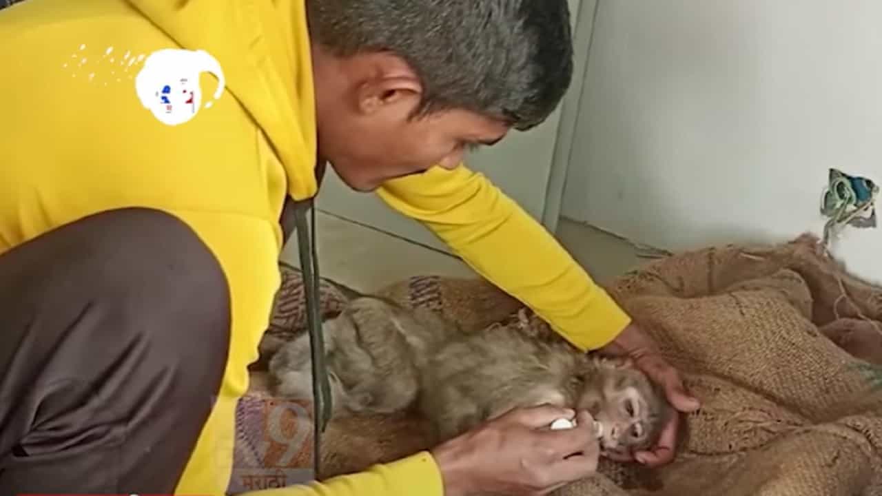 ह्दयद्रावक! मुंबई-पुणे एक्स्प्रेसवेवर होतेय माकडांची दैना, अपघात होण्याच्या प्रमाणात वाढ ह्दयद्रावक! मुंबई-पुणे एक्स्प्रेसवेवर होतेय माकडांची दैना, अपघात होण्याच्या प्रमाणात वाढ