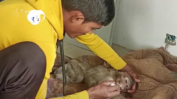 ह्दयद्रावक! मुंबई-पुणे एक्स्प्रेसवेवर होतेय माकडांची दैना, अपघात होण्याच्या प्रमाणात वाढ ह्दयद्रावक! मुंबई-पुणे एक्स्प्रेसवेवर होतेय माकडांची दैना, अपघात होण्याच्या प्रमाणात वाढ